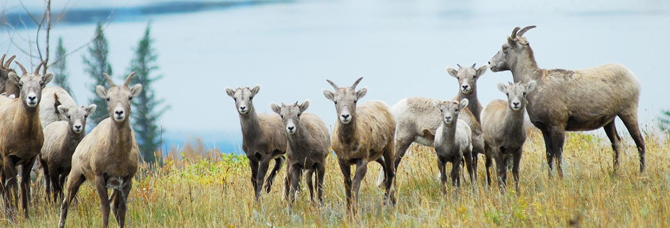 Flock of native bighorn sheep standing on a hill near a large lake.