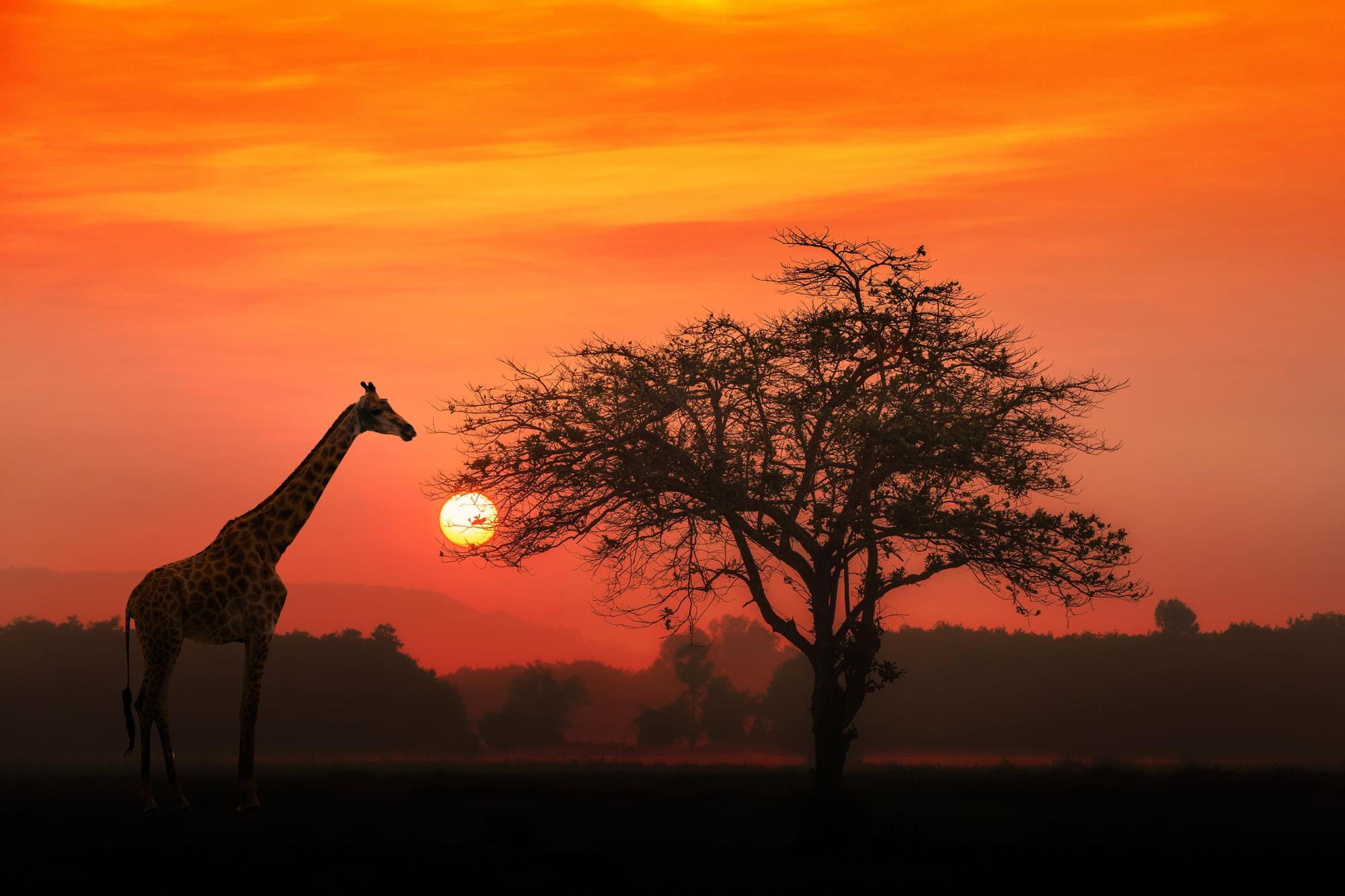 African plains at sunset
